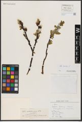 Foto von Salix hastata L.